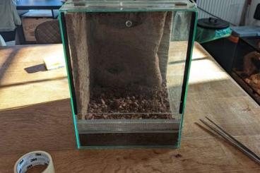Insects kaufen und verkaufen Photo: Terrarium zu verkaufen 30*30*40