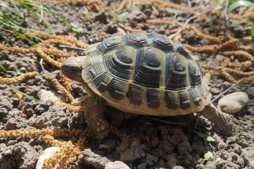 Tortoises kaufen und verkaufen Photo: 2 Griechische Landschildkröten suchen neues Zuhause
