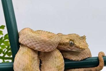 Venomous snakes kaufen und verkaufen Photo: Bothriechis nigroadspersus (Schlegelii)