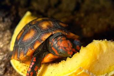 Tortoises kaufen und verkaufen Photo: Cherry head carbonaria red foot tortoise hatchlings