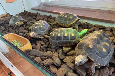 Tortoises kaufen und verkaufen Photo: Carbonaria red foot tortoise breeding group