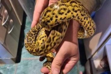 Snakes kaufen und verkaufen Photo: Anaconda gelb abzugeben m/w