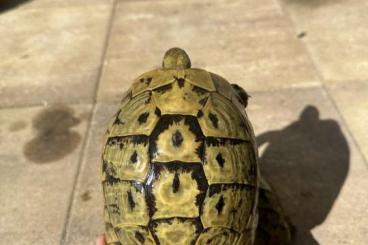 Landschildkröten kaufen und verkaufen Foto: Testudo Hermanni SMALL FORM - HIGH YELLOW