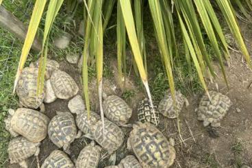 Landschildkröten kaufen und verkaufen Foto: Testudo Hermanni Boettgeri ADULT