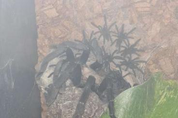 - bird spiders kaufen und verkaufen Photo: Cyriopagopus sp.hati hati NZ 06/24
