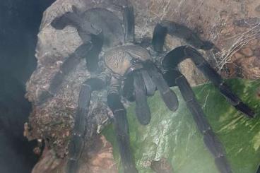 - bird spiders kaufen und verkaufen Photo: Cyriopagopus sp.hati hati 0.1