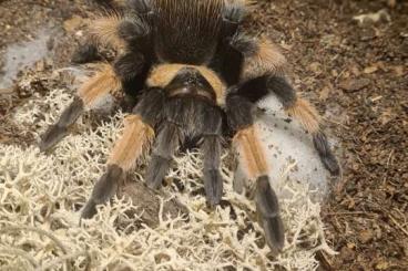 Vogelspinnen kaufen und verkaufen Foto: 1.0 Brachypelma emilia subadult