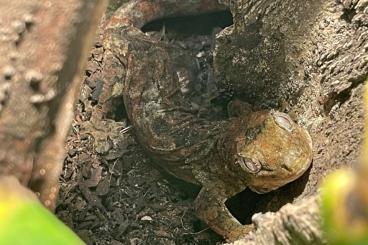 Geckos kaufen und verkaufen Photo: Strophurus Taenicauda / Chahoua 