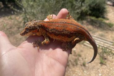 Lizards kaufen und verkaufen Photo: Reptiles for Hamm or Houten september