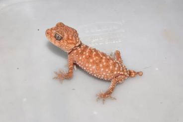 Geckos kaufen und verkaufen Foto: Available rhacodactylus and amyae