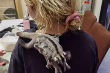 Exotische Säuger kaufen und verkaufen Foto: Sugar Glider (White face) 