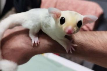 Exotische Säuger kaufen und verkaufen Foto: Sugar Glider - exotic pet