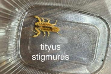Skorpione kaufen und verkaufen Foto: verschiedene skorpione zur abgabe