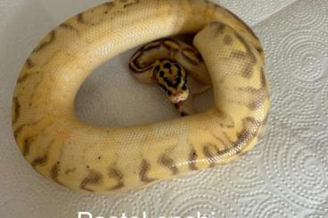 Ball Pythons kaufen und verkaufen Photo: verschiedene königspython morphen