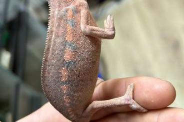 Chamäleons kaufen und verkaufen Foto: Gebe mehrere panterchamälion weibchen ab