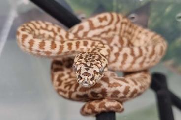 Pythons kaufen und verkaufen Foto: Caramel-Zebra-Jaguar and much more!!!