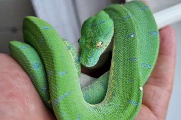 Pythons kaufen und verkaufen Photo: F1 Cyclops/Sorong Greentreepython