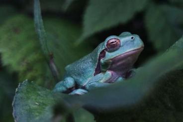 frogs kaufen und verkaufen Photo: Einheimische Laubfrösche (Hyla arborea) DNZ 24 abzugeben