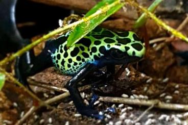 Poison dart frogs kaufen und verkaufen Photo: Suche 1.0 dendrobates tinctorius sipaliwini green