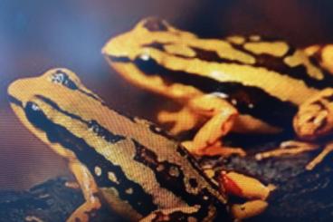 Pfeilgiftfrösche kaufen und verkaufen Foto: recherche dendrobates épipedobates 