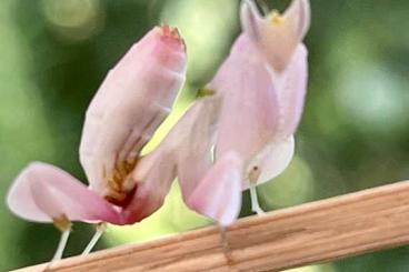 Insekten kaufen und verkaufen Foto: Hymenopus coronatus - Orchideenmantis L4 Mantide Insekten kaufen und verkaufen Foto: Hymenopus coronatus - Orchideenmantis L4 Mantide