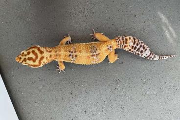Geckos kaufen und verkaufen Photo: Leopardgecko Tangerine + Eclipse 1J