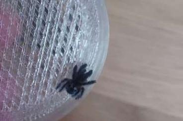 Vogelspinnen kaufen und verkaufen Foto: Typhochlaena seladonia Spiderlinge