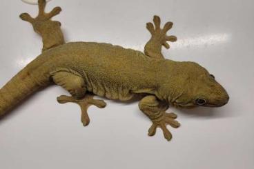 Geckos kaufen und verkaufen Photo: Ailuronyx trachygaster Pärchen 1.1 Terraristika Hamm