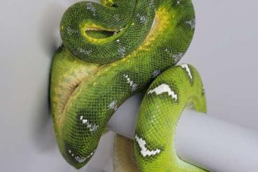 Snakes kaufen und verkaufen Photo: Corallus caninus 1.0 Adult CB19