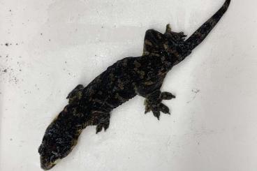 Geckos kaufen und verkaufen Photo: Rhacodactylus Leachianus het melanistic