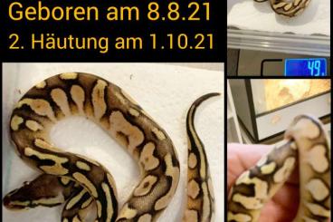 Pythons kaufen und verkaufen Photo: NZ 2021 Python Regius Königspythons