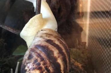 Mollusca kaufen und verkaufen Photo: Achatschnecke Reticulata zu verschenken 