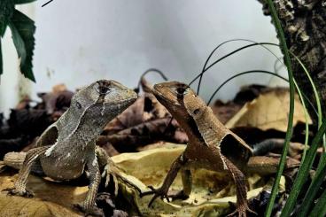 Echsen  kaufen und verkaufen Foto: Stenocercus fimbriatus/westliche Blatteidechse  