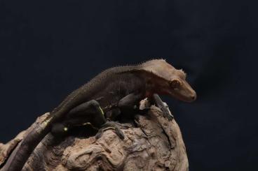 Geckos kaufen und verkaufen Photo: Crested geckos (Correlophus ciliatus, Kronengecko) - dark phantom