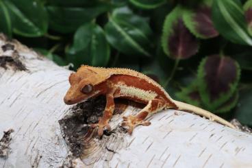 Geckos kaufen und verkaufen Foto: Crested geckos (Correlophus ciliatus, Kronengecko)