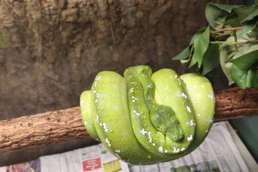 Pythons kaufen und verkaufen Foto: Verkaufe Baumpython Morelia viridis 