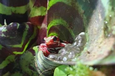 Pfeilgiftfrösche kaufen und verkaufen Foto: Epipedobates anthonyi  dreistreifen frosch