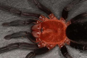Spiders and Scorpions kaufen und verkaufen Photo: Bulks for Wienstadt 7.5.2022 - Citharacanthus cyaneus, Acanthoscurria