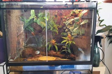 Poison dart frogs kaufen und verkaufen Photo: Dendrobaten Terrarium 60x50x50