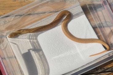 Venomous snakes kaufen und verkaufen Photo: Naja kaouthia T+ and blizzards Venomous snakes kaufen und verkaufen Photo: Naja kaouthia T+ and blizzards