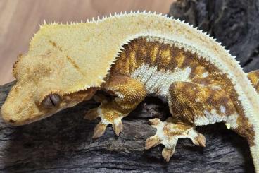 Geckos kaufen und verkaufen Photo: Kronengecko Weibchen 0.1 