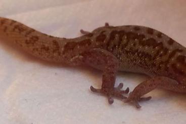 Geckos kaufen und verkaufen Foto: CB geckos (Chondrodactylus turneri, E. mac., Pachydactylus punctatus)