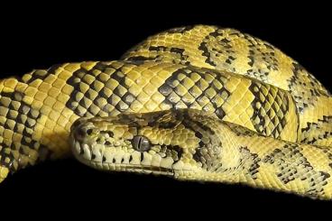 Pythons kaufen und verkaufen Foto: Morelia spilota Variegata  Hypo Jaguar 