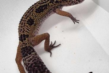 Geckos kaufen und verkaufen Photo: Leopardgecko MsBn het Eclipse 