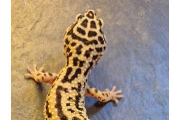 Geckos kaufen und verkaufen Photo: Leopardgecko Bold Stripe 