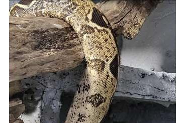 Boas kaufen und verkaufen Foto: Boa constrictor imperator 1.0 Paradigm