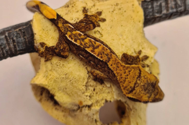 Geckos kaufen und verkaufen Foto: 0.0.8 correlophus ciliatus